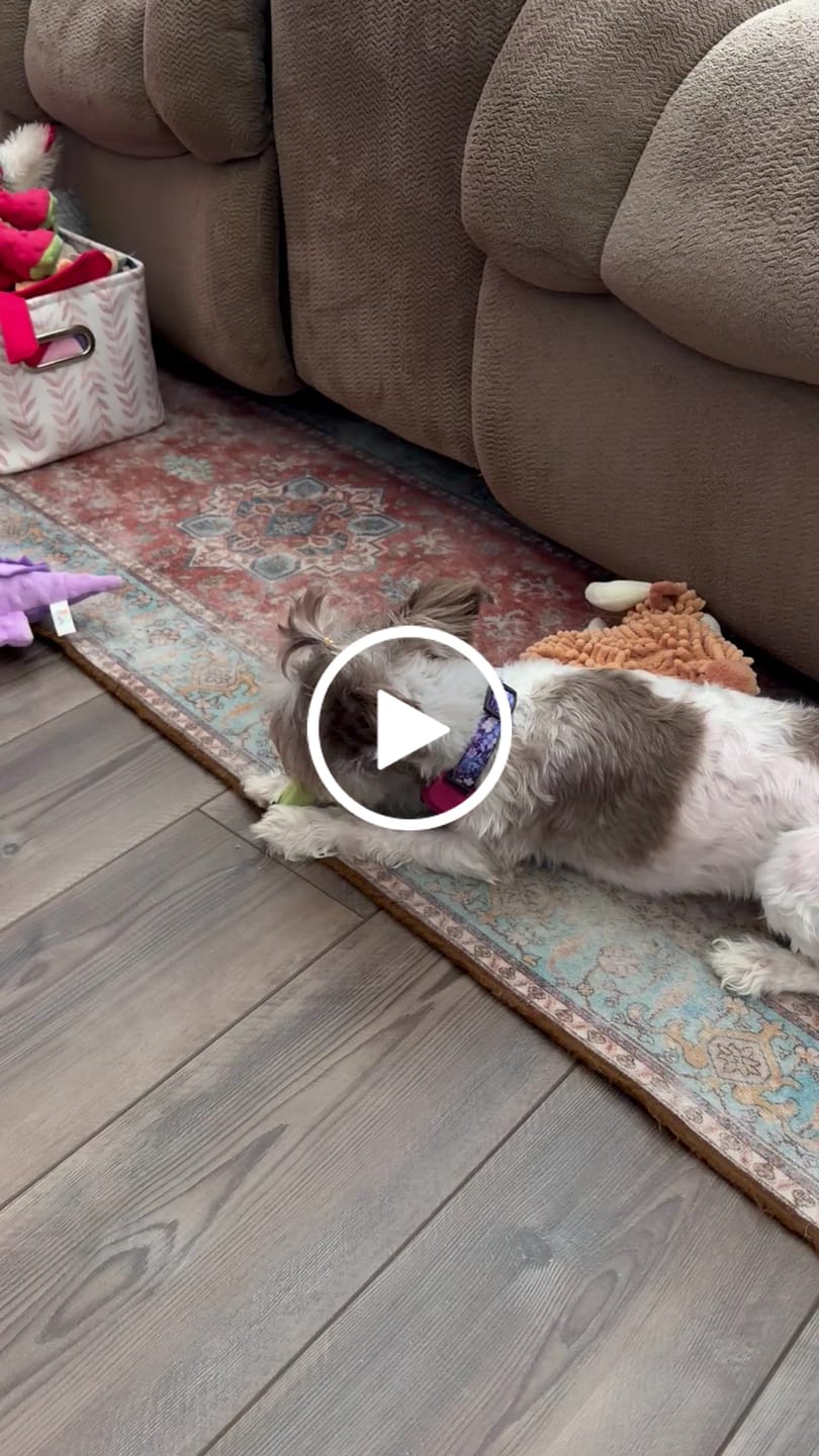 Customer video review of Long-Lasting Yak Chews — 4 Flavor Pack