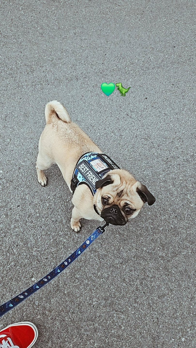 Customer photo review of Livora - Harnais robuste pour chien