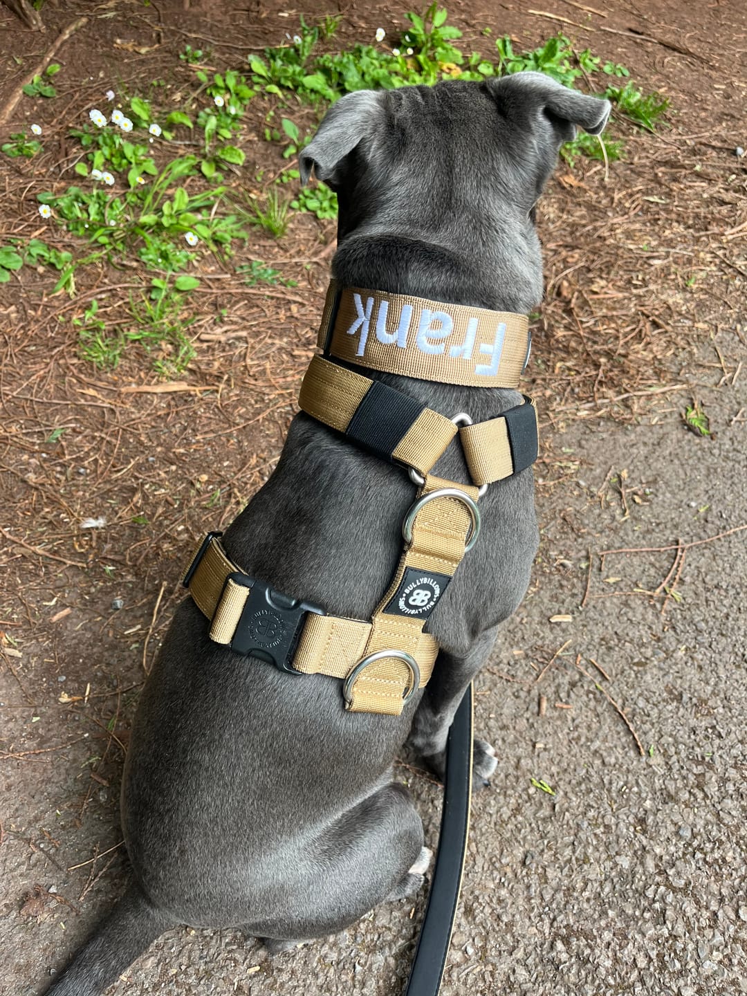 Customer photo review of 5cm Combat® Collar | NO Handle & Secure Clip - Tan