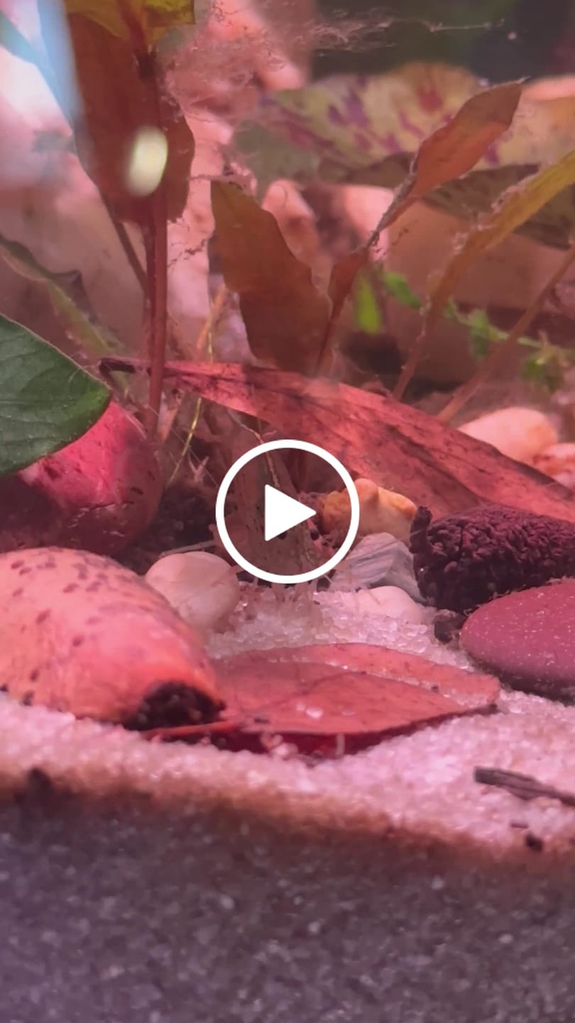 Customer video review of Amano Shrimp
