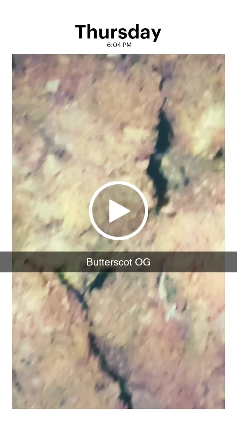 Customer video review of Butterscotch OG - Bulk - Indica