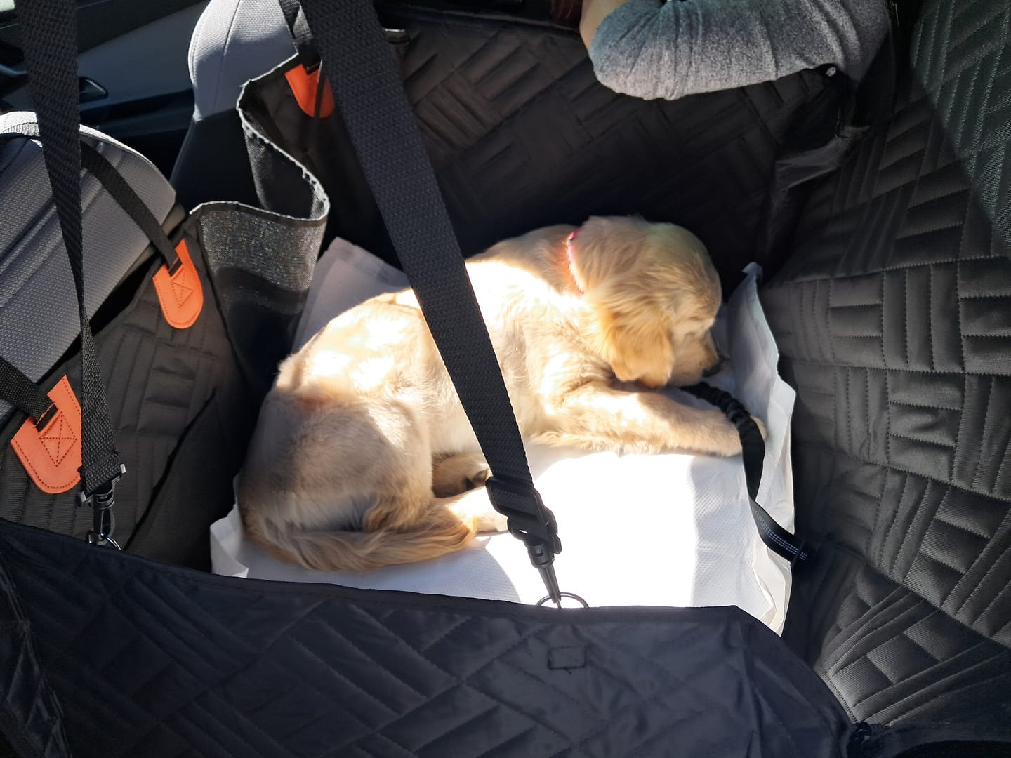 Customer photo review of Housse de voiture pour chien - K9 GuardShield : protection intégrale