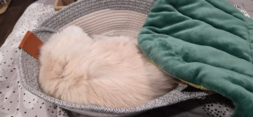 Customer photo review of Instinct Basket | Meet the first research-backed natural territory for indoor cats