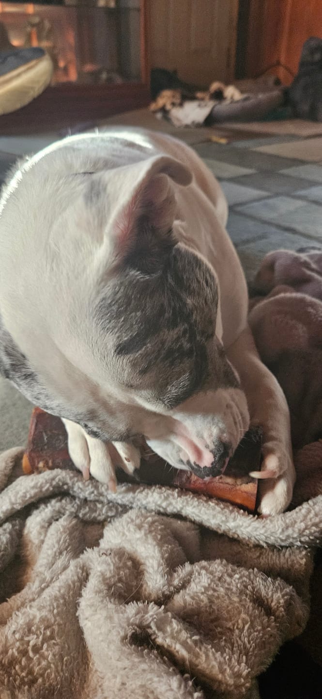Customer photo review of Himalayan Yak Cheese Chew Dog Treat
