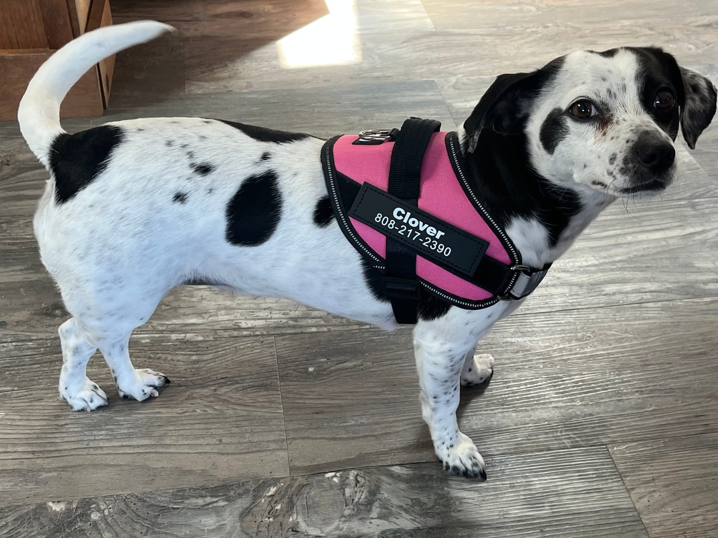 Customer photo review of Dogshood ™