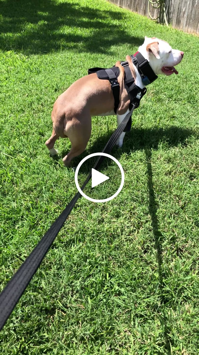 Customer video review of Matching Black 6' Bully Proof Leash