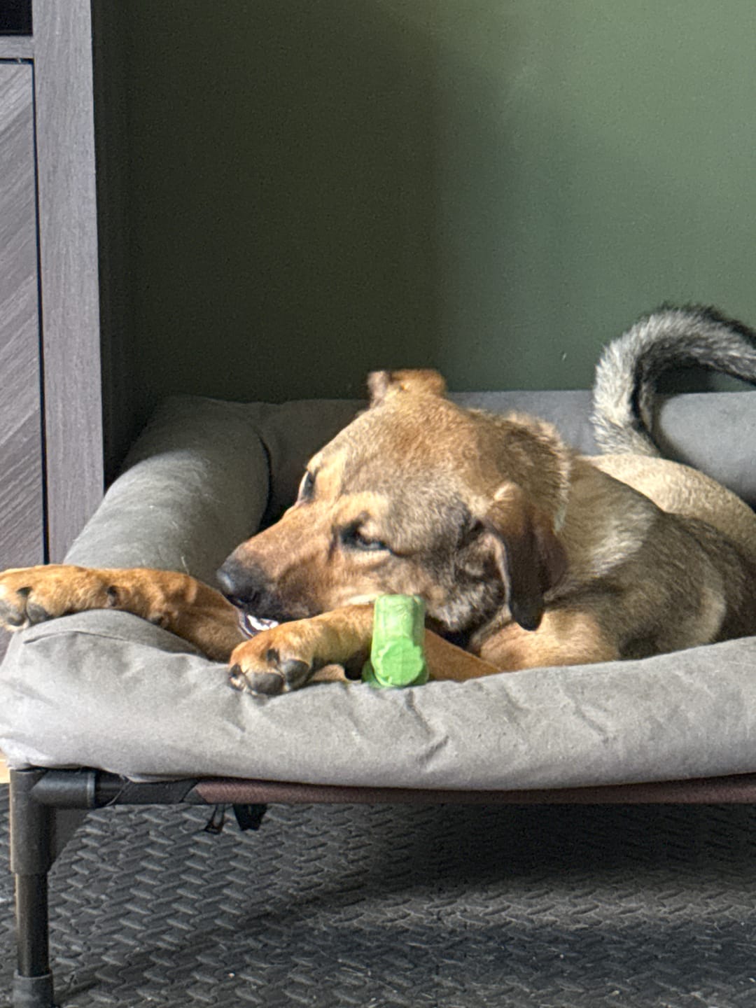 Customer photo review of 6 Inch Jumbo Bully Stick