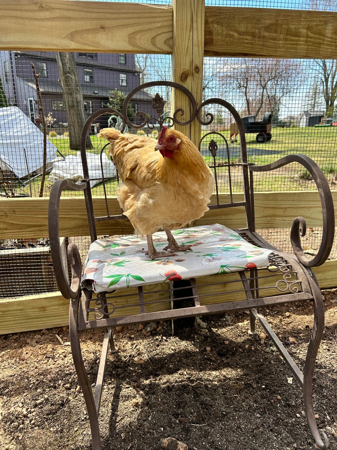 Customer photo review of Nesting Herbs - Control Odors & Keep Coops Mite & Lice-Free