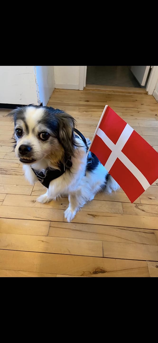 Customer photo review of Dog Copenhagen Comfort Walk Pro™ hundesele Sort