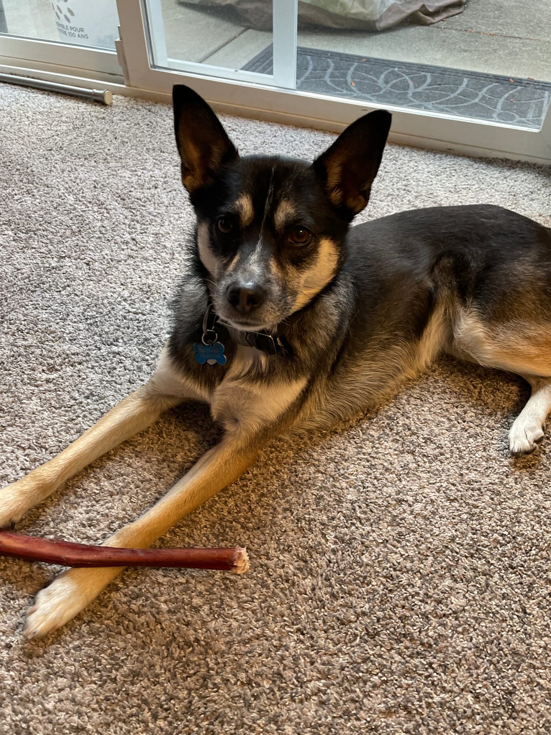 Customer photo review of 12 Inch Jumbo Bully Stick
