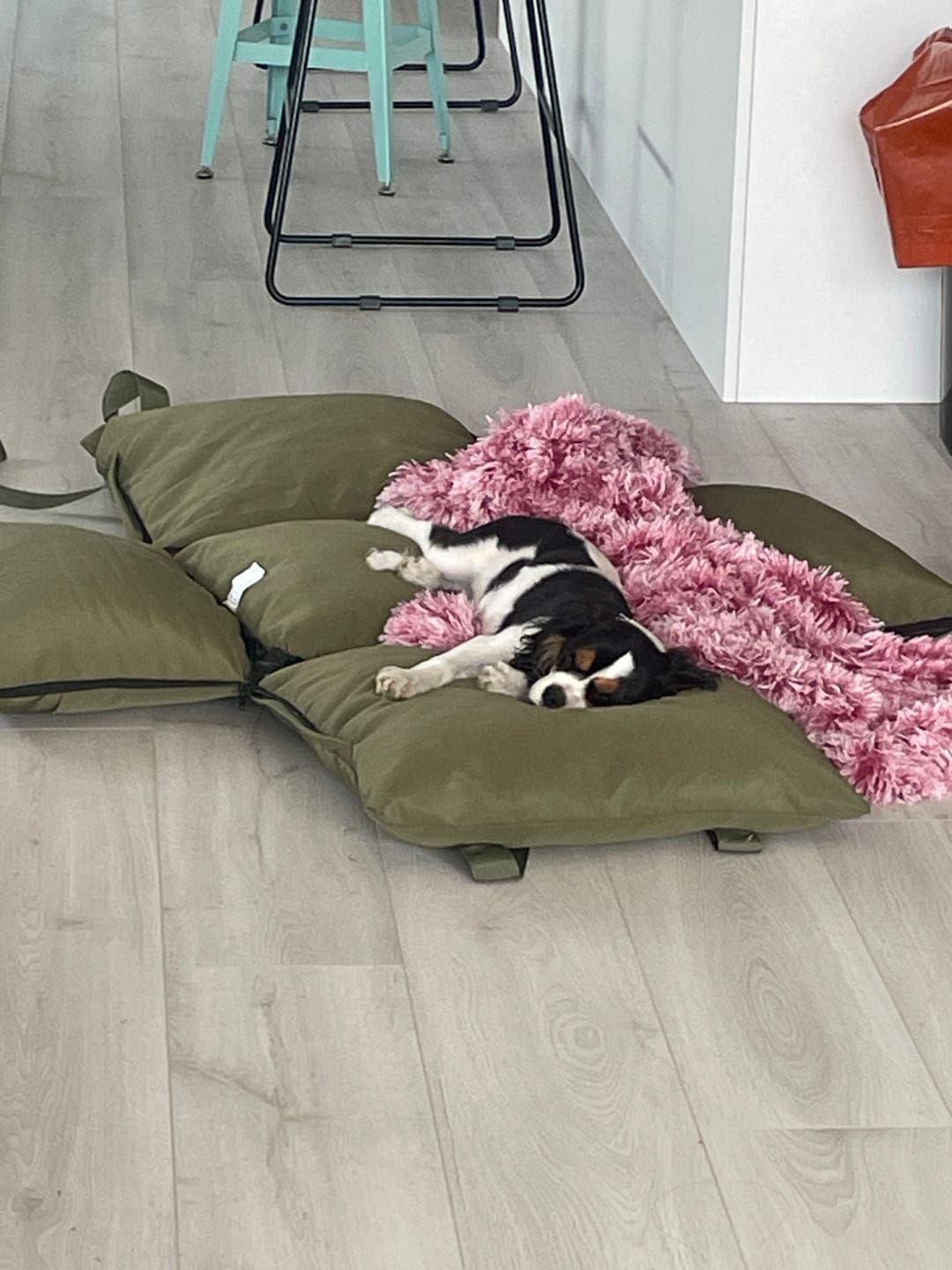 Customer photo review of Dog Car Seat Booster Belt Pet Portable Travel Bed Hand-carry Washable