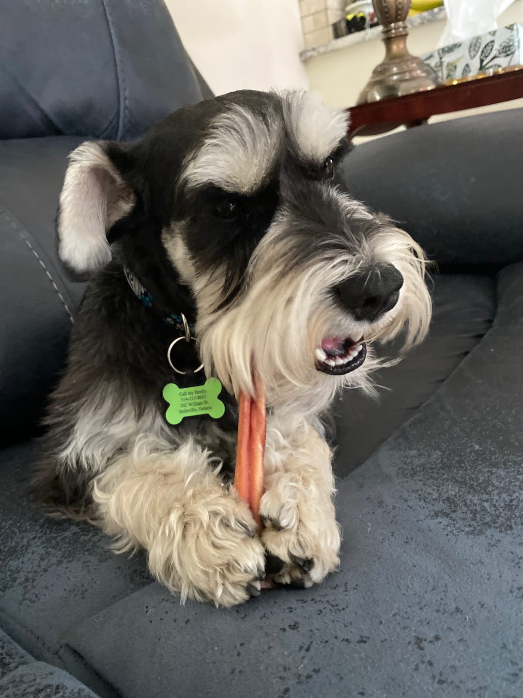 Customer photo review of 6 Inch Standard Bully Stick