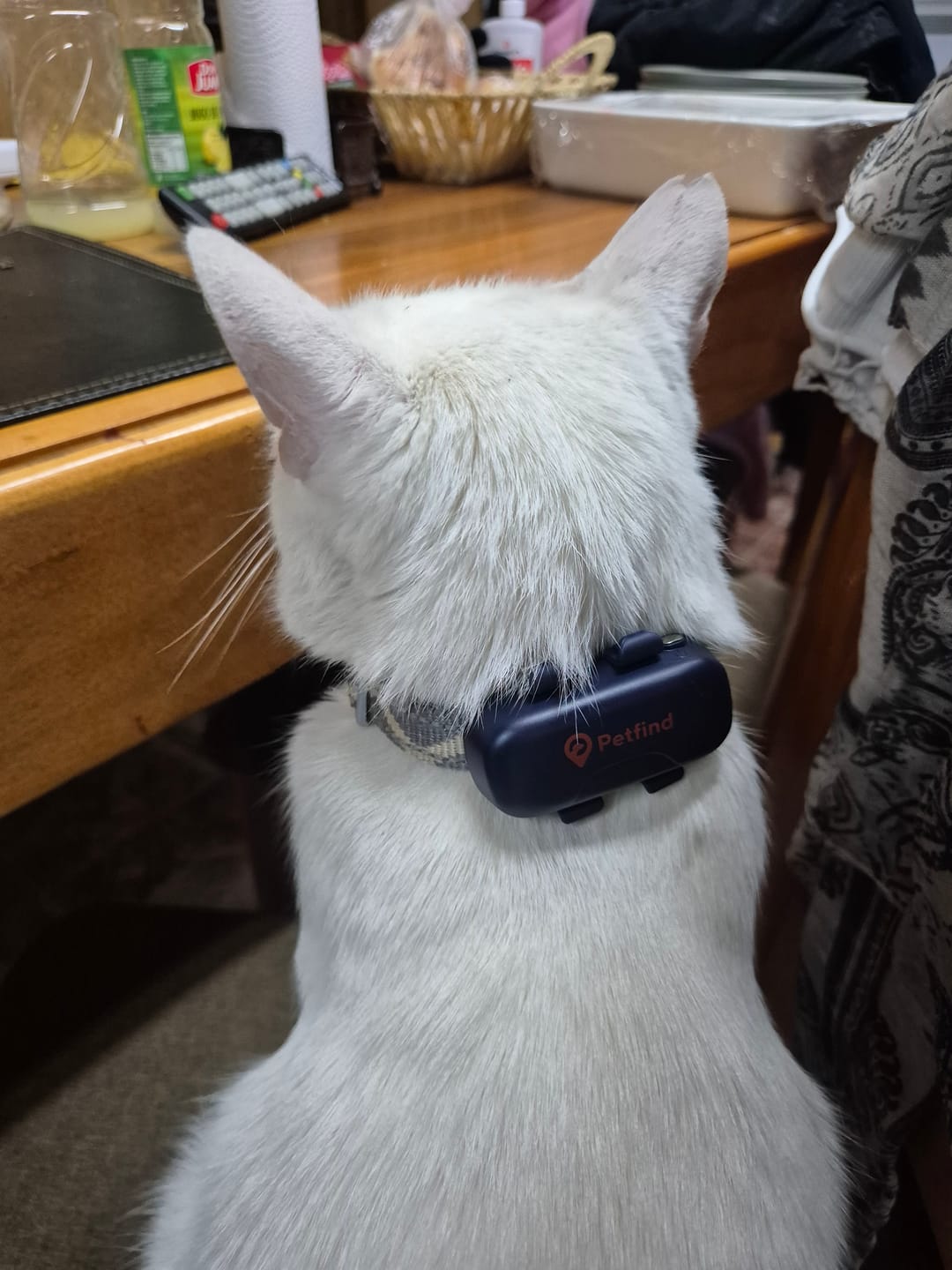 Customer photo review of Rastreador GPS Petfind 2.0