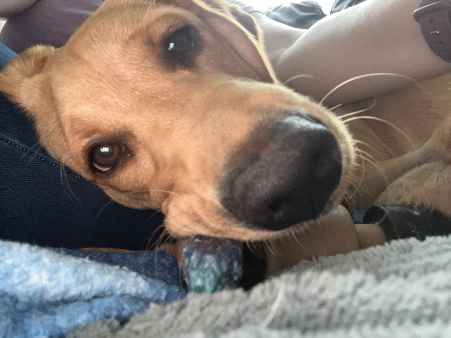 Customer photo review of Blueberry Himalayan Yak Chew (MEDIUM)
