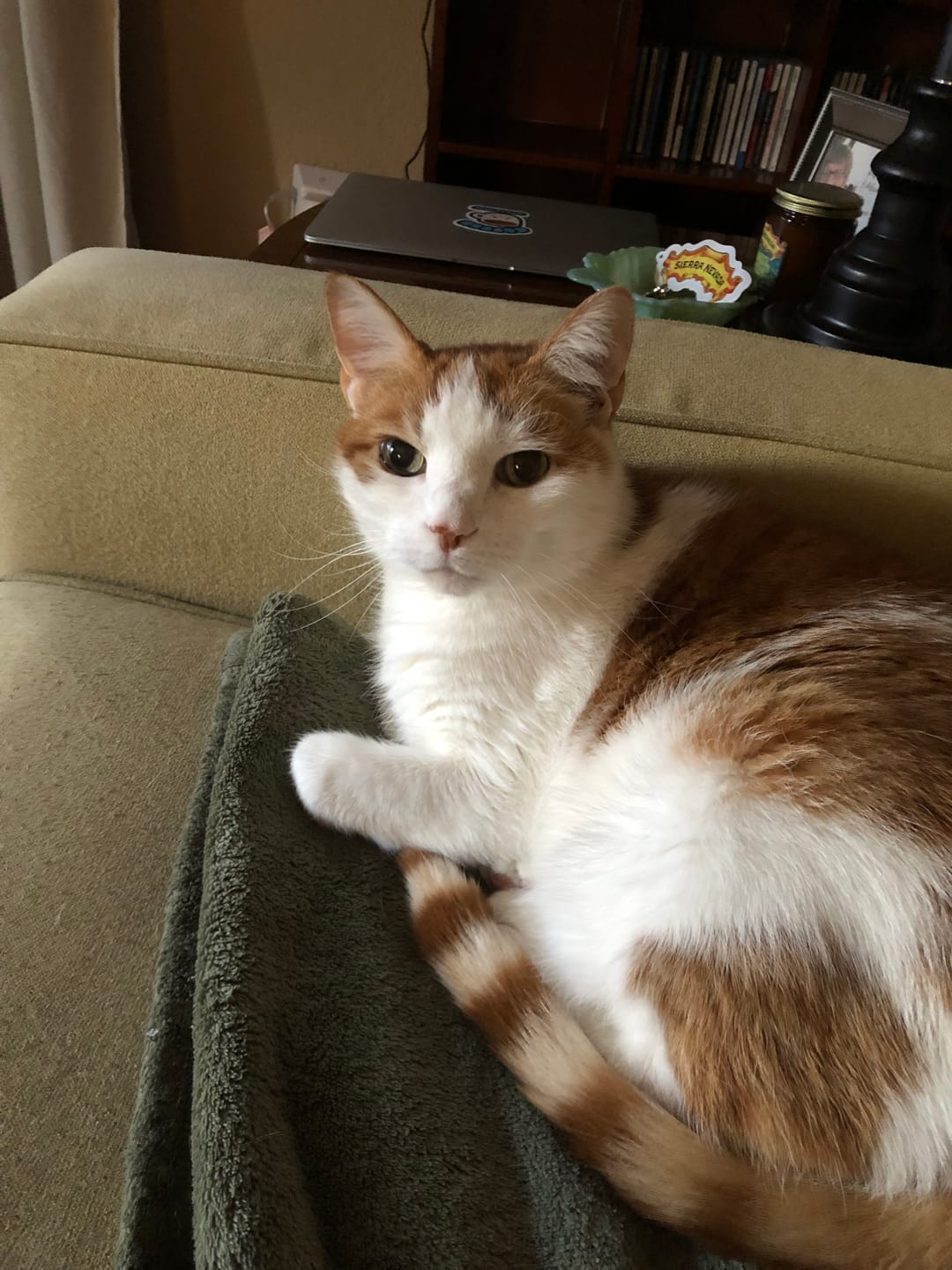 Customer photo review of Breathe Easy Cat Cold, Sneezing & Respiratory Support