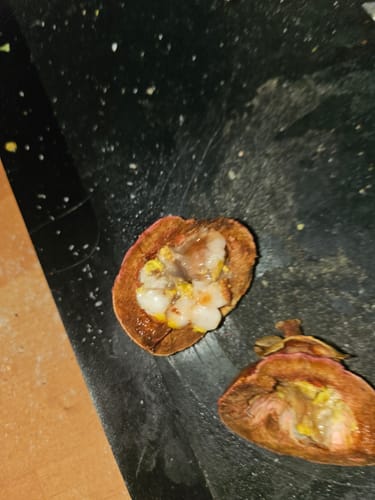 Rezensent zeigt eine Nahaufnahme einer geöffneten, verdorbenen Mangostan.