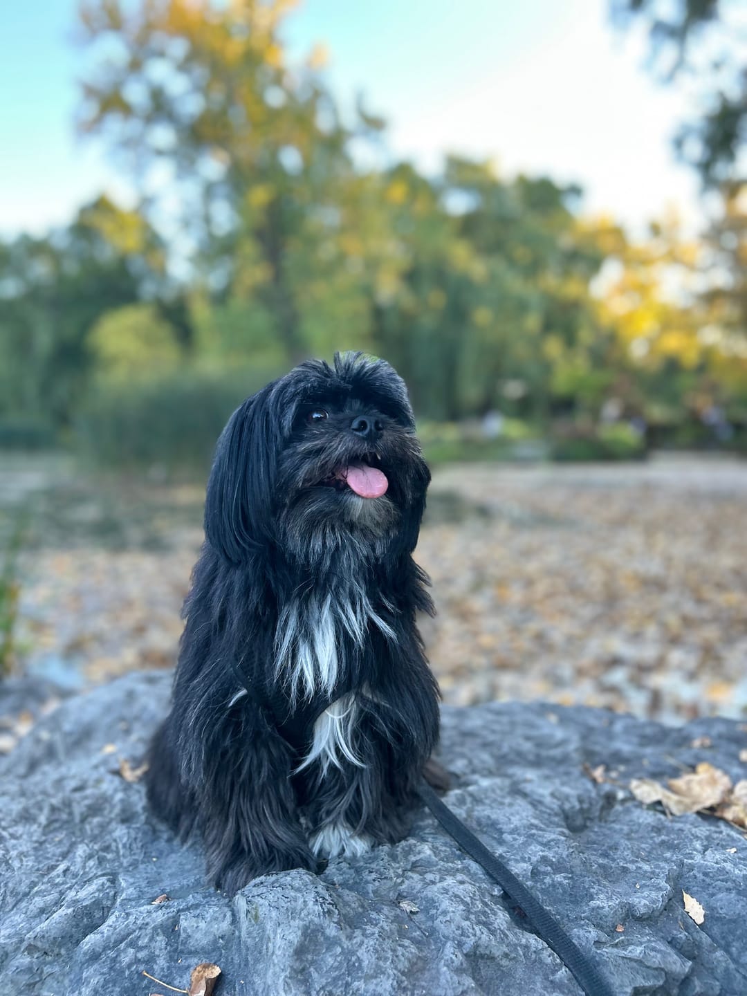 Customer photo review of Vrac Nature's Own - Bâtonnets oesophage de boeuf pour chien