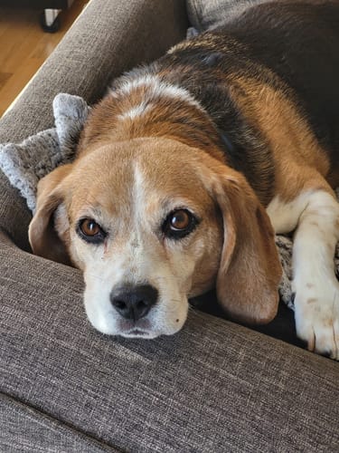 Customer photo review of Personalized Poster With Dog or Cat - Graffiti
