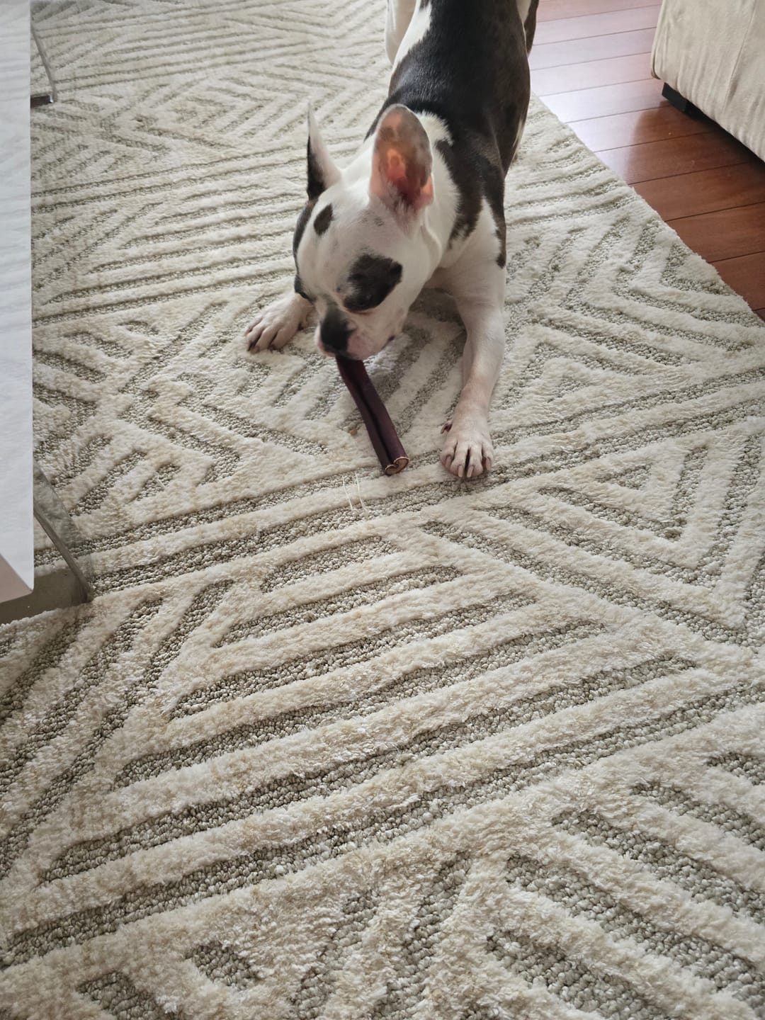 Customer photo review of 6 Inch Monster Bully Stick
