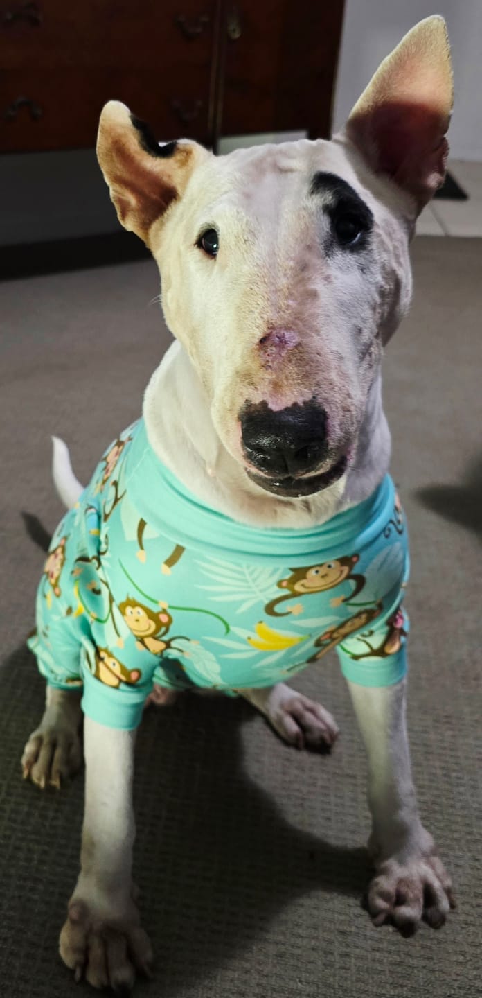 Customer photo review of Dog Pajama - Panda