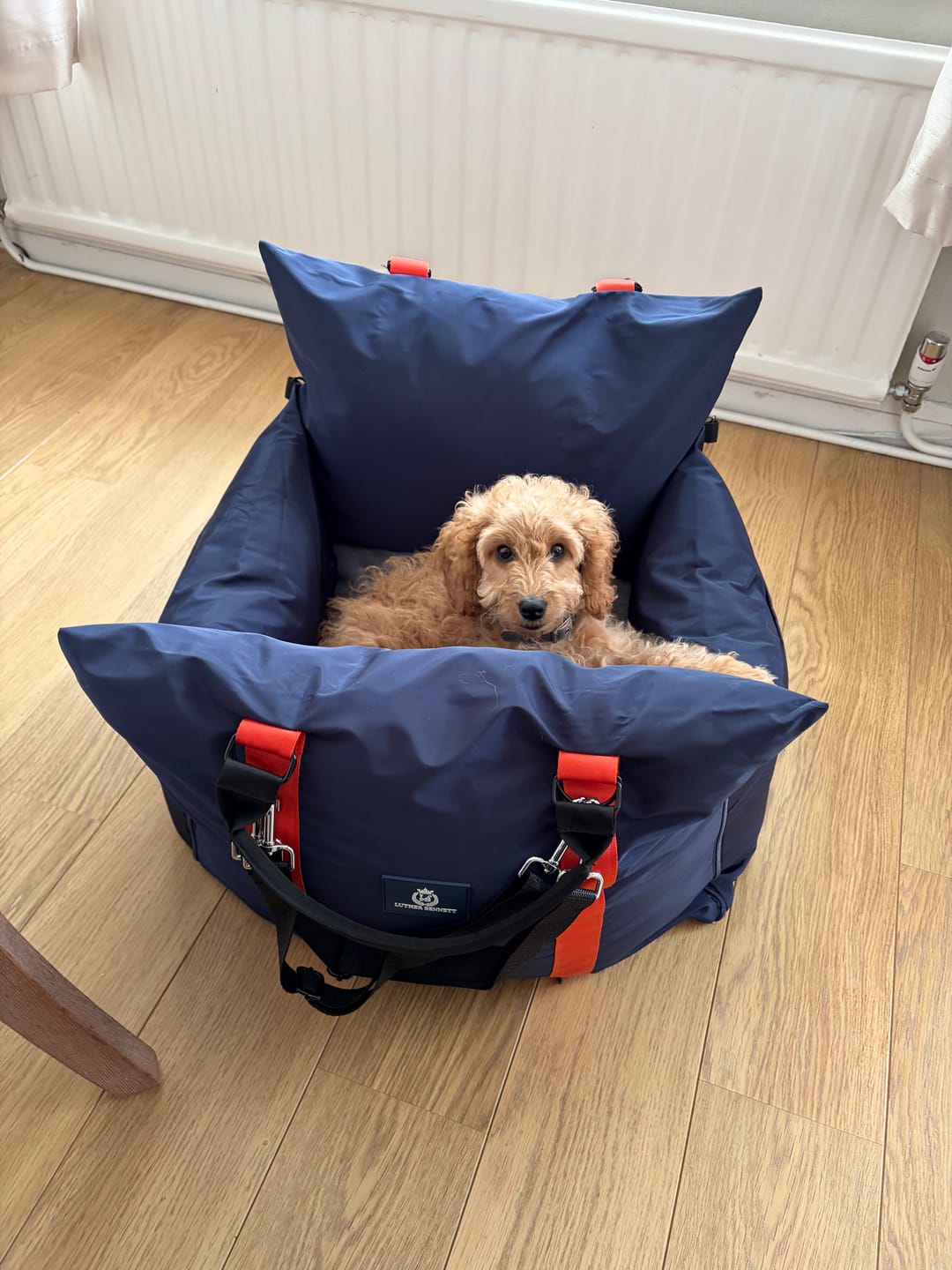 Customer photo review of Travel Dog Pod - Now With IsoFix