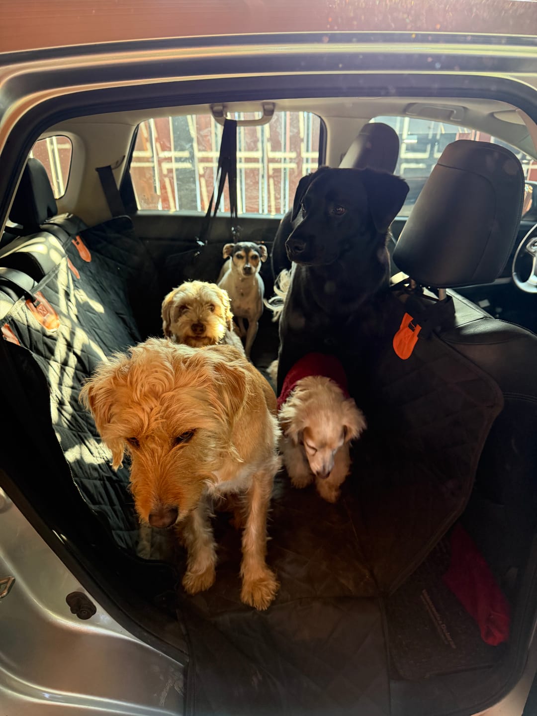 Customer photo review of Funda Impermeable THE DOGS — Auto limpio, perro seguro