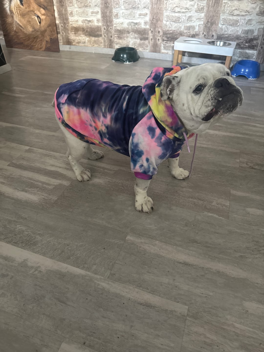 Customer photo review of Velvet Dog Hoodie - Berry Lemonade