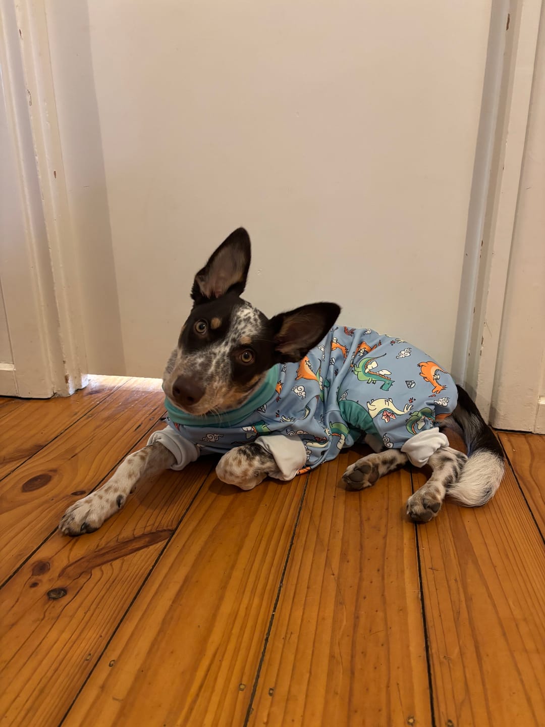 Customer photo review of Dog Pajama - Dragons