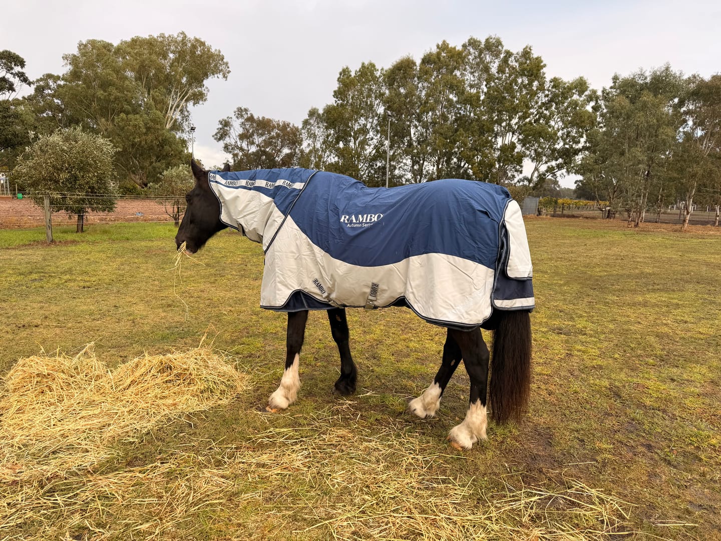 Customer photo review of Rambo Autumn Series Turnout