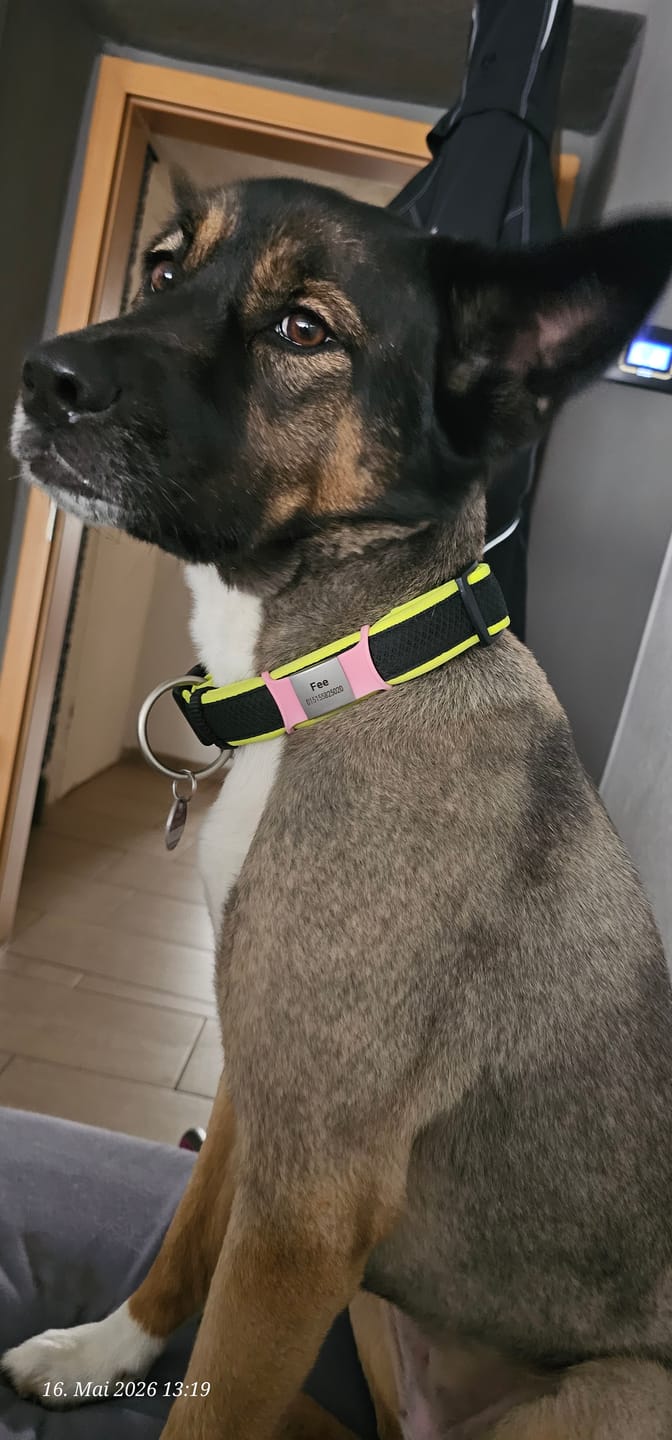 Customer photo review of Klapperfreie Hundemarke Silikonslider mit Edelstahl-Schild für Halsbänder inkl. GRATIS Gravur