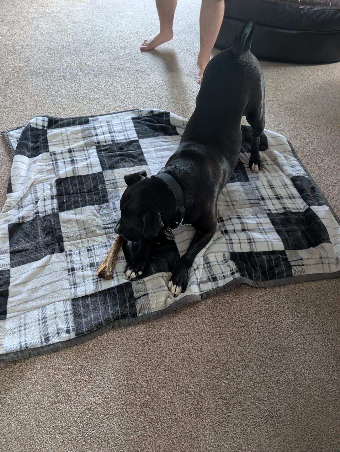 Customer photo review of Medium Ostrich Cane (10" x 3"): The Long-Lasting, Flavor-Packed Chew for Medium & Large Dogs