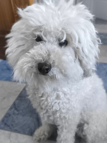 Avaliação de cliente da coleira SERESTO com uma fotografia do seu cão branco e fofo.