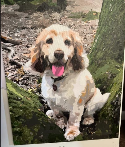 Customer photo review of Custom Paint By Numbers - Personalized Pet Portraits