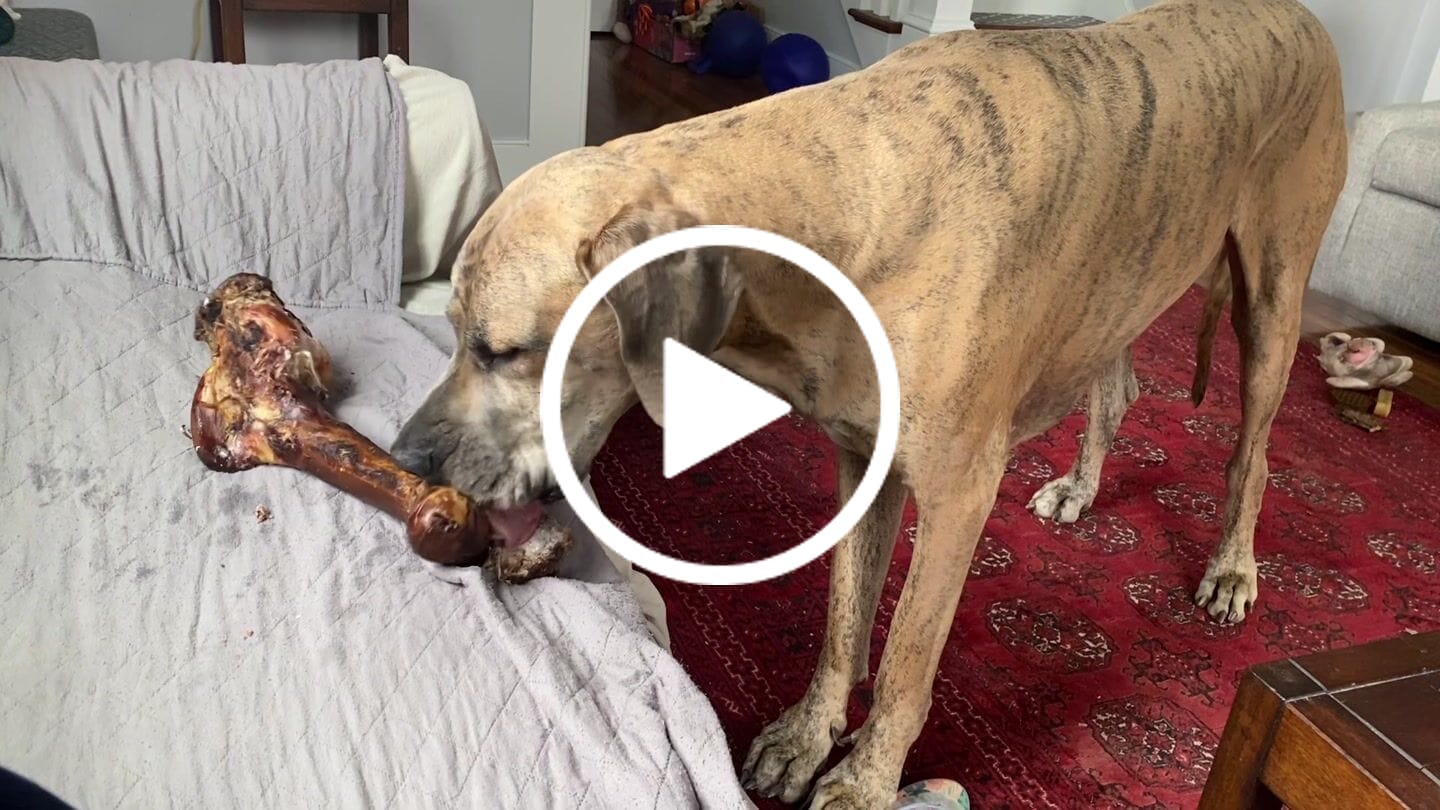 Customer video review of Smoked Dinosaur Bones