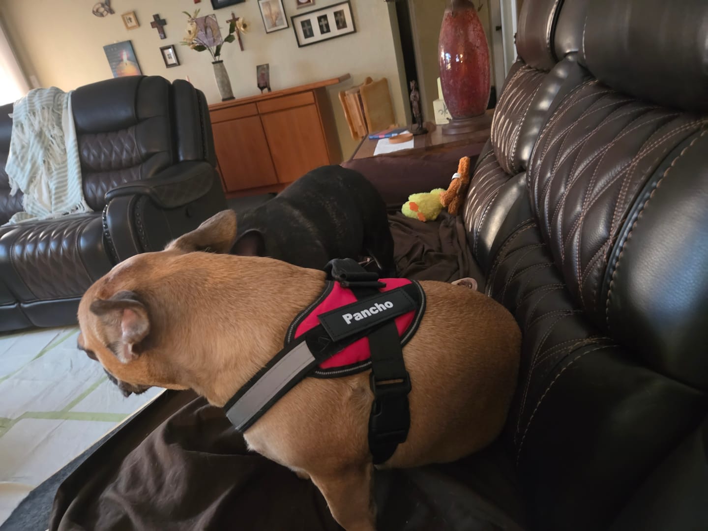 Customer photo review of Dogshood ™