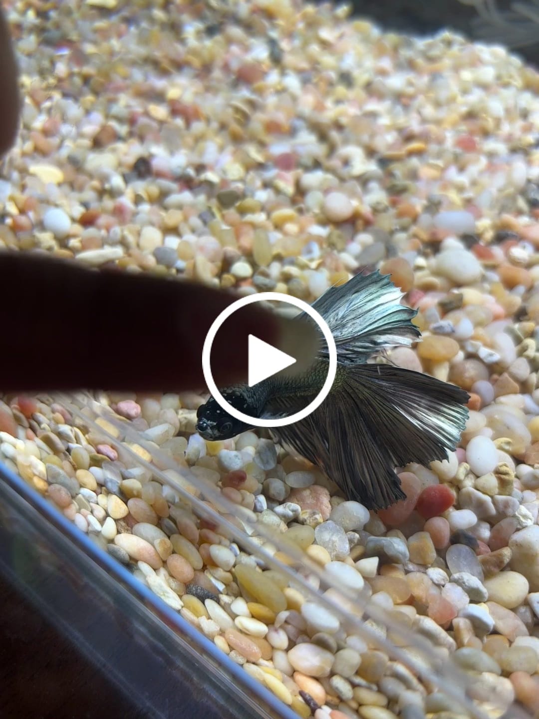Customer video review of Copper Steel Halfmoon Male Betta Fish