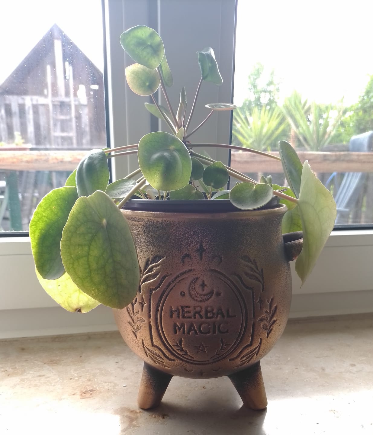 Customer photo review of Herbal Magic Kessel-Blumentopf – Terrakotta Pflanzenkessel in Bronzeoptik