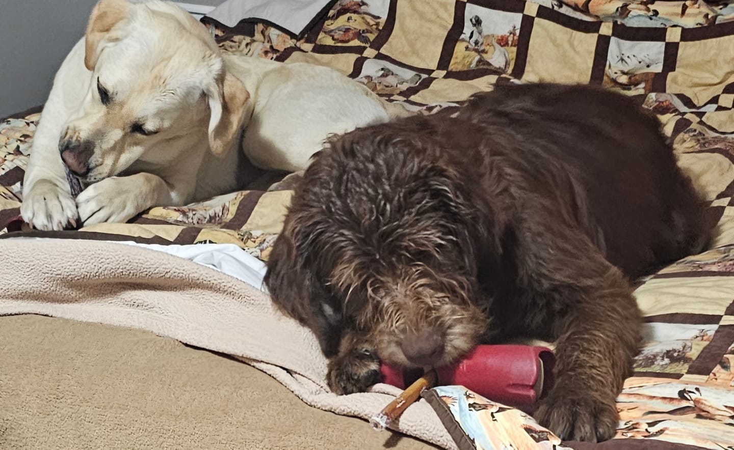 Customer photo review of 12 Inch Monster Bully Stick