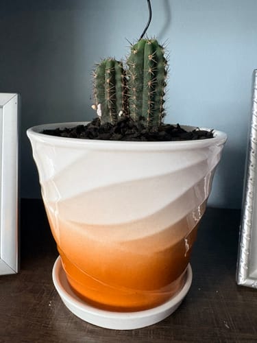 Customer photo review of Trichocereus Hybrid Variety Packs | Cactus Collector Variety Packs