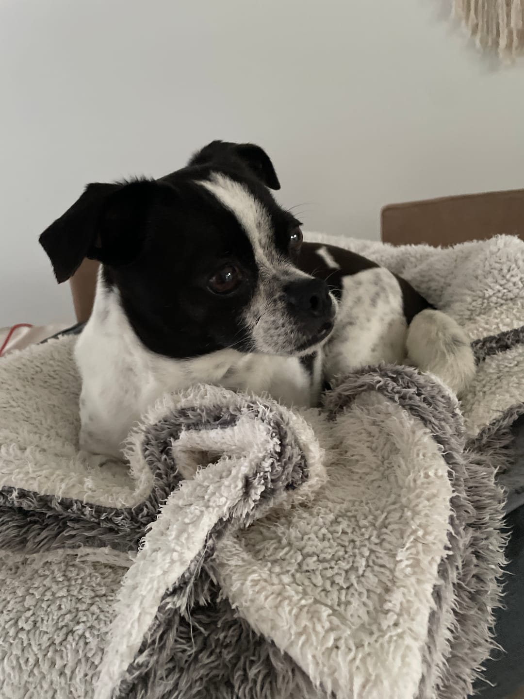 Customer photo review of Digestive K9 Powder