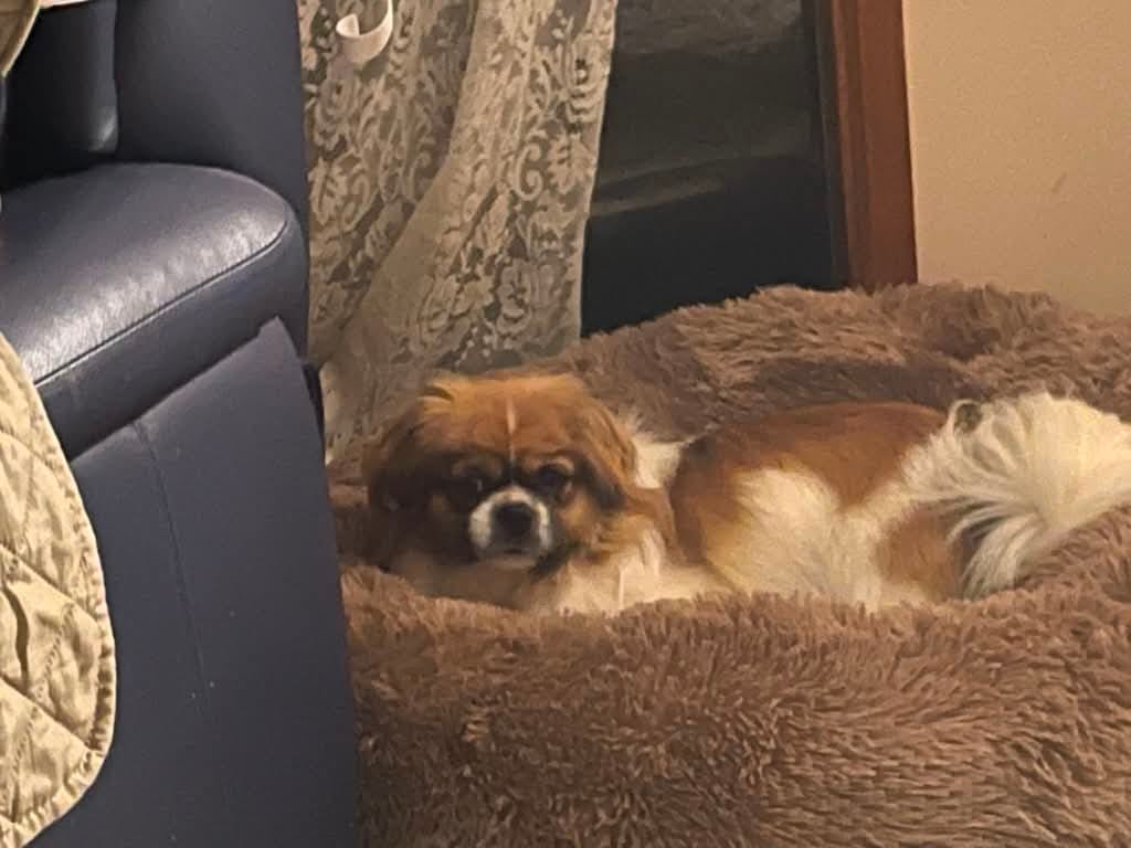 Customer photo review of Premium Calming Pet Bed with Removable Cover