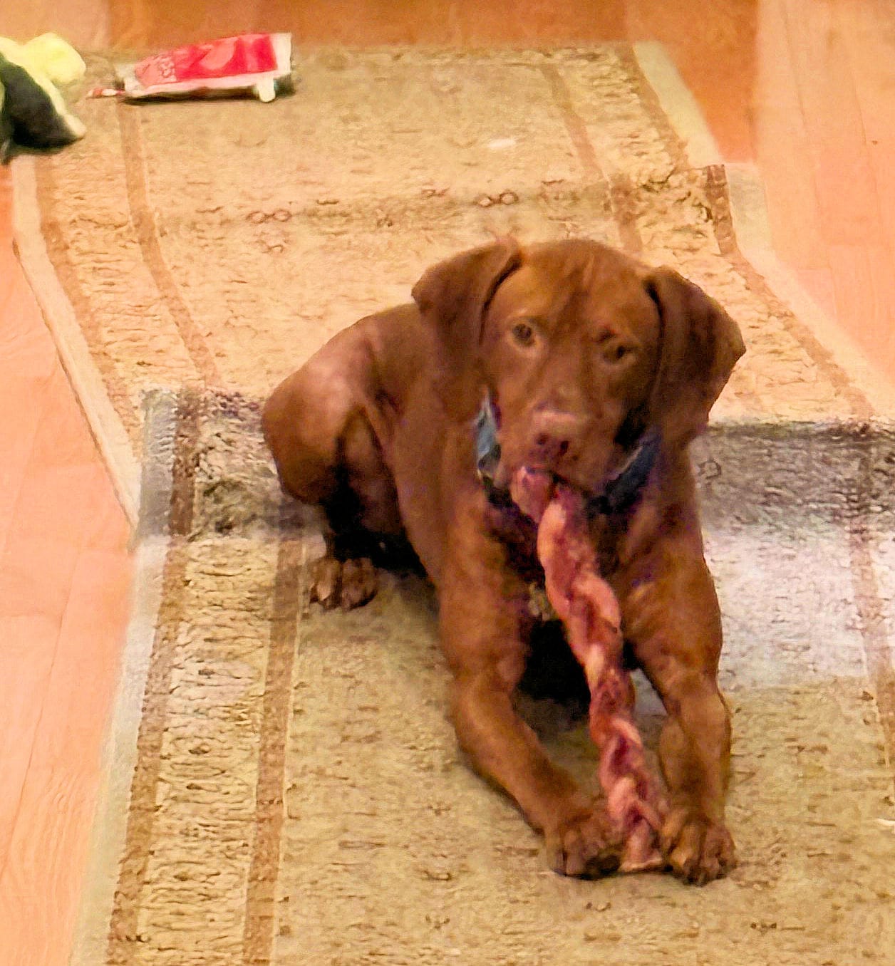 Customer photo review of 12 Inch Braided Bully Sticks