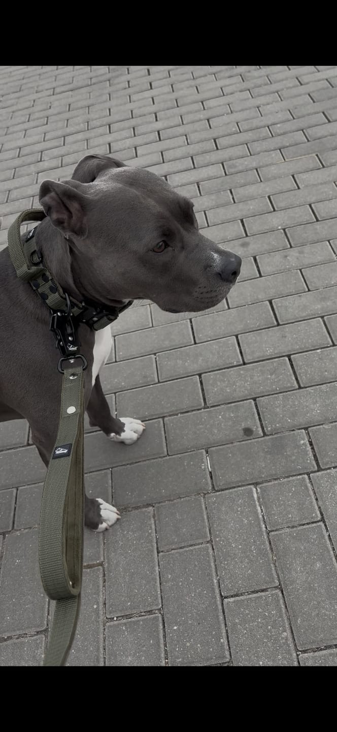 Customer photo review of Szeroka obroża z klamrą extreme - Extreme Buckle Black Edition Khaki