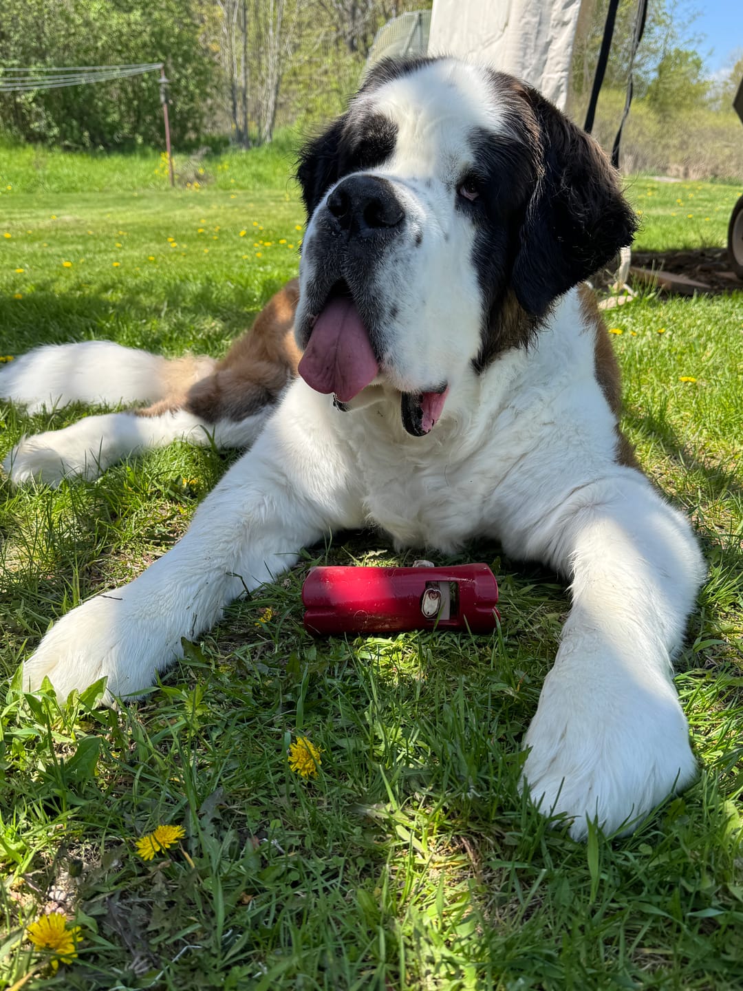 Customer photo review of 6 Inch Standard Bully Stick