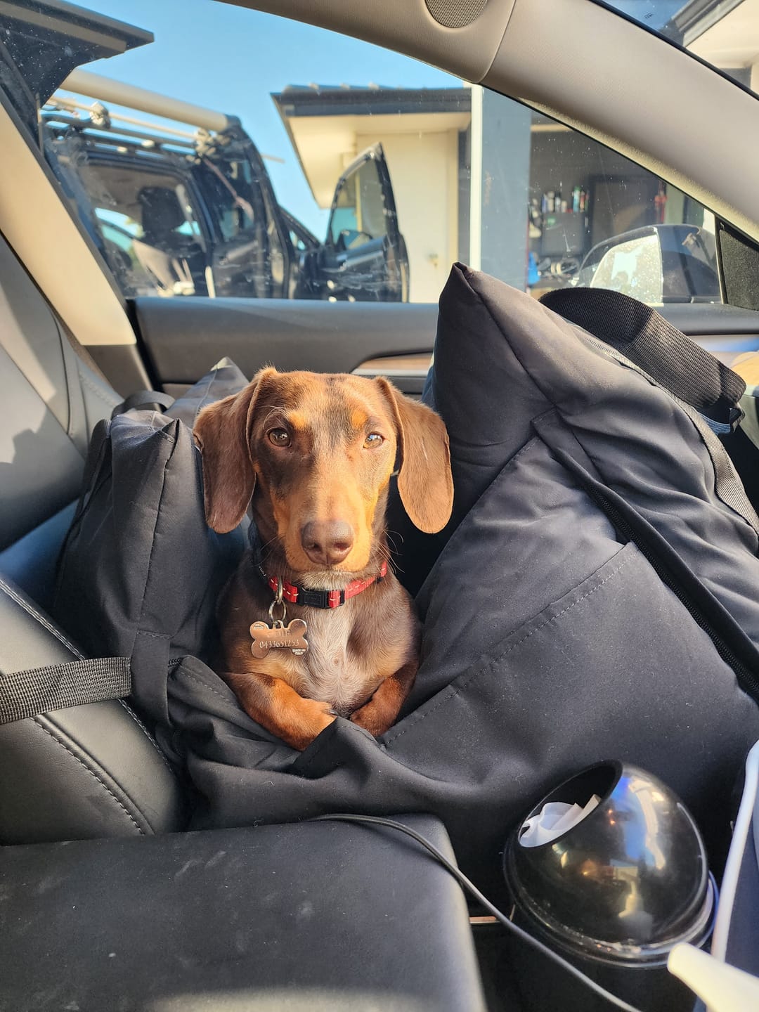 Customer photo review of Dog Car Carrier & Car Seat Carry Bag for Travel