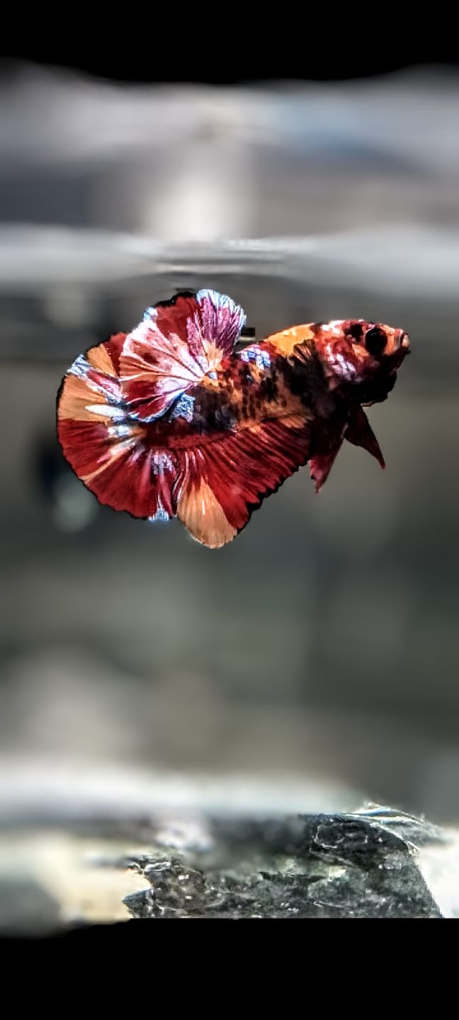 Customer photo review of Multicolor Plakat Male Betta Fish |Show Grade|  You Pick Fish
