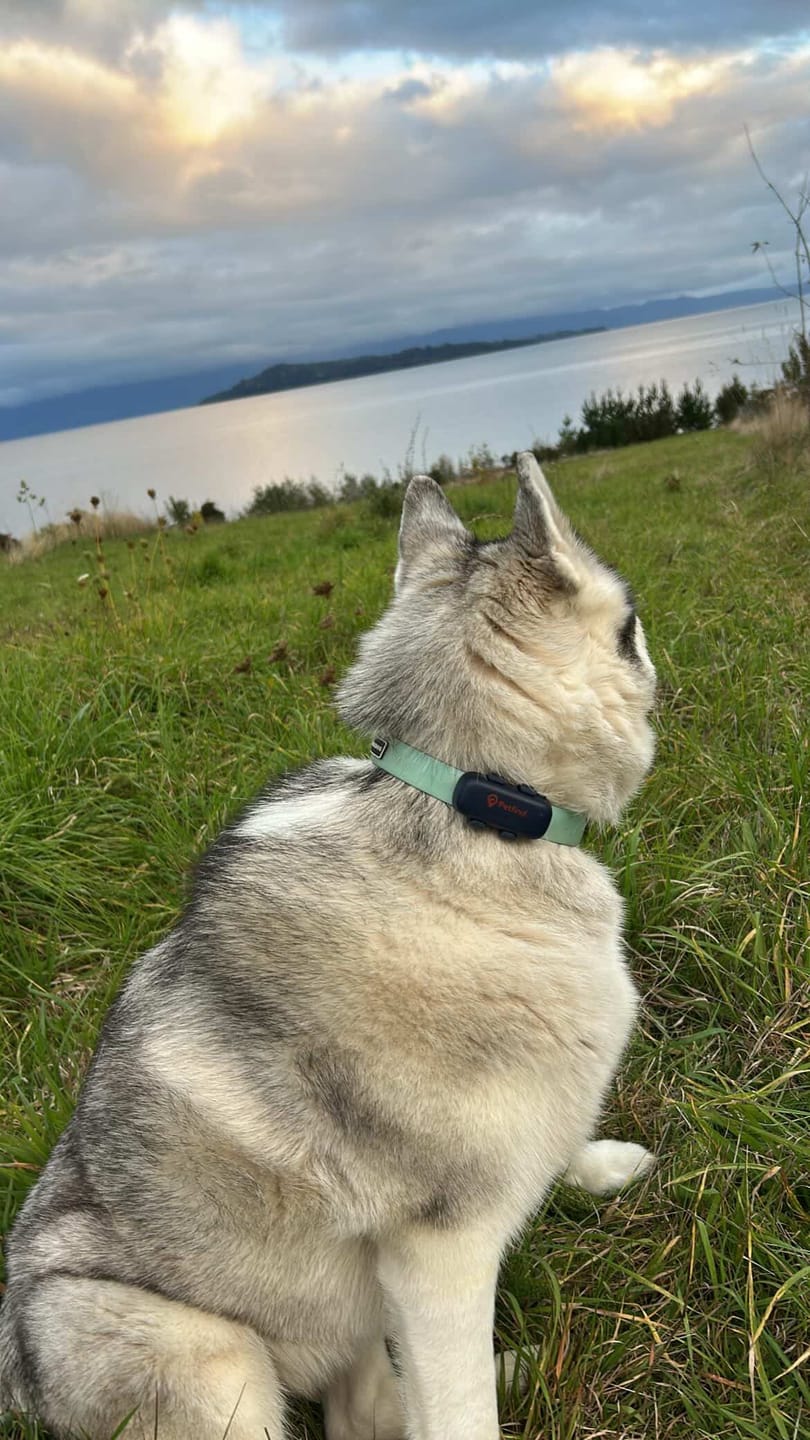Customer photo review of Rastreador GPS Petfind 2.0
