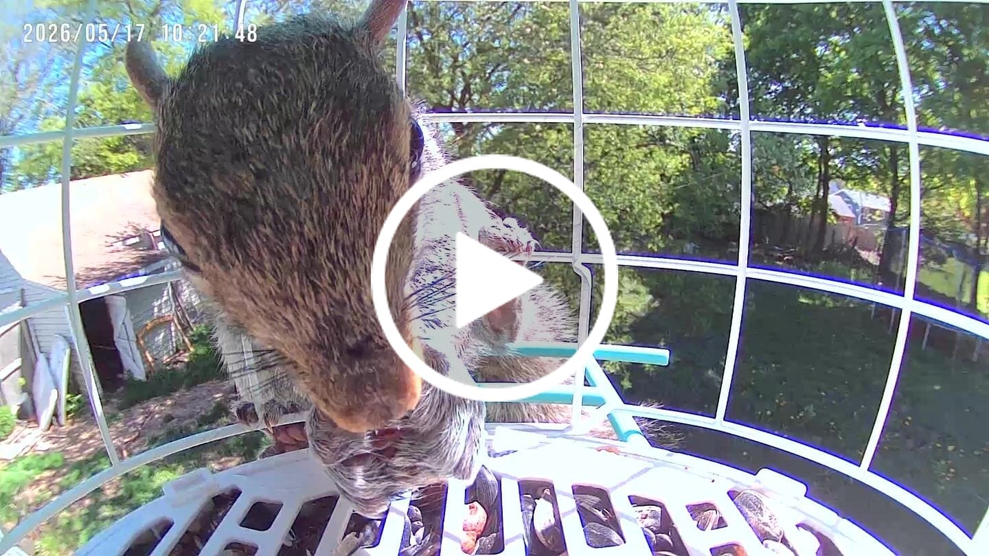 Customer video review of Birdfy Shield - Bird Feeder Shield