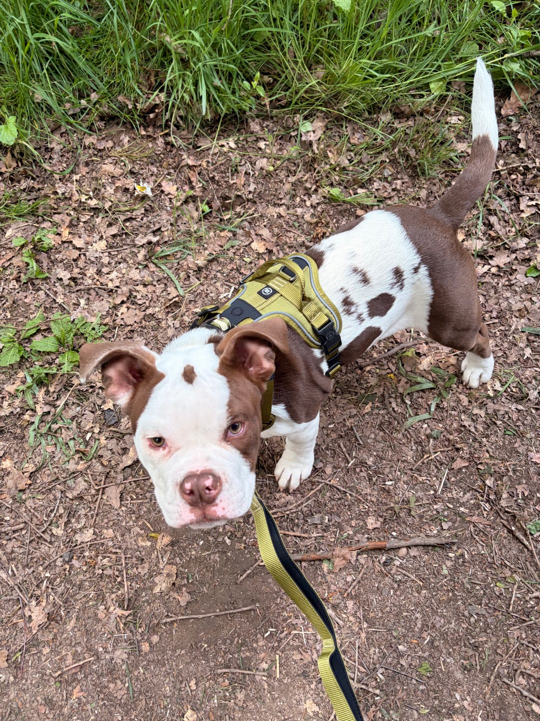 Customer photo review of Anti Pull Hurricane Harness Lighter | With Handle - Olive Green