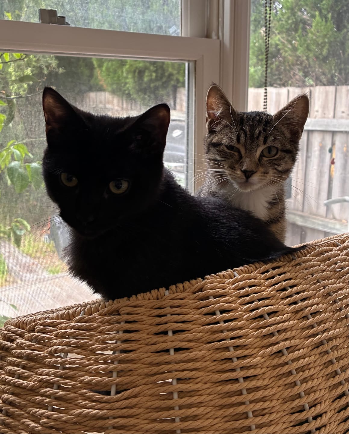 Customer photo review of 130cm Solid Oak Wood Cat Tree with Handwoven Rattan Canopy - WHH003